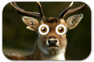 deer in the headlights